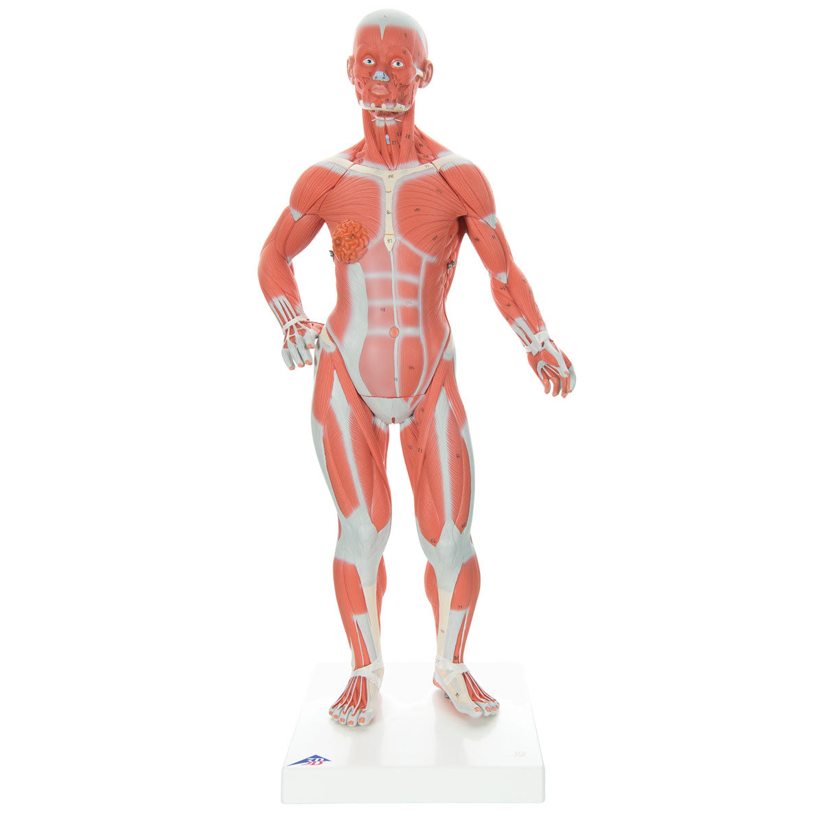 Muscle figure 57 cm in 2 parts