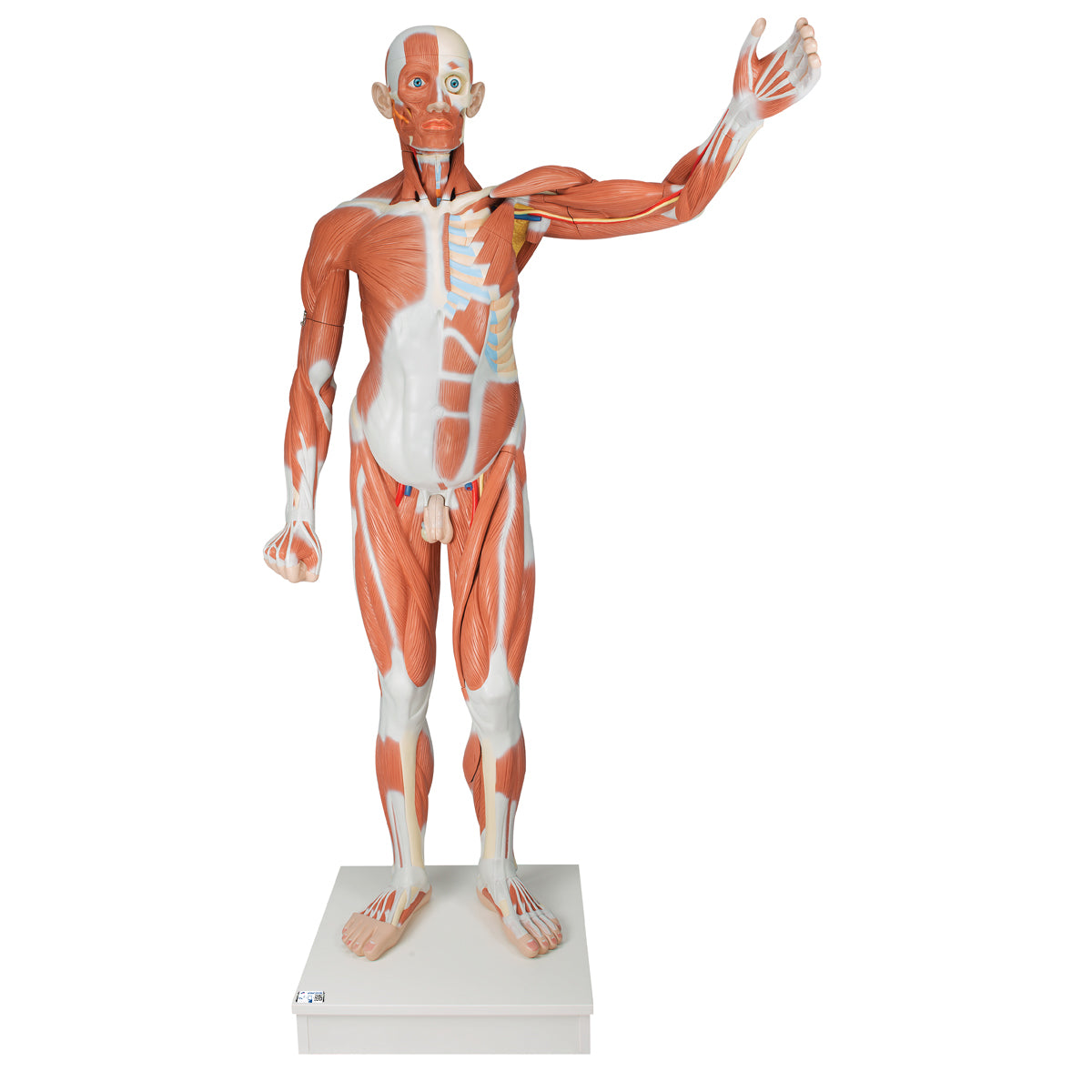 Complete muscle and torso model of 180 cm which can be separated into 37 parts