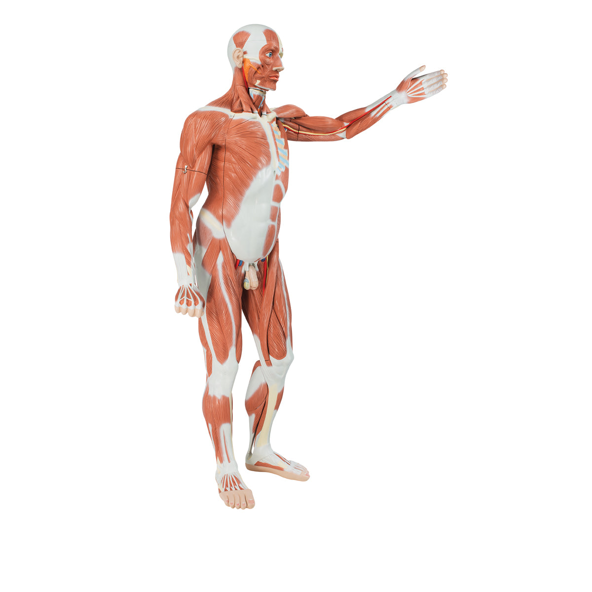 Komplet muskel- og torsomodel på 180 cm som kan adskilles i 37 dele