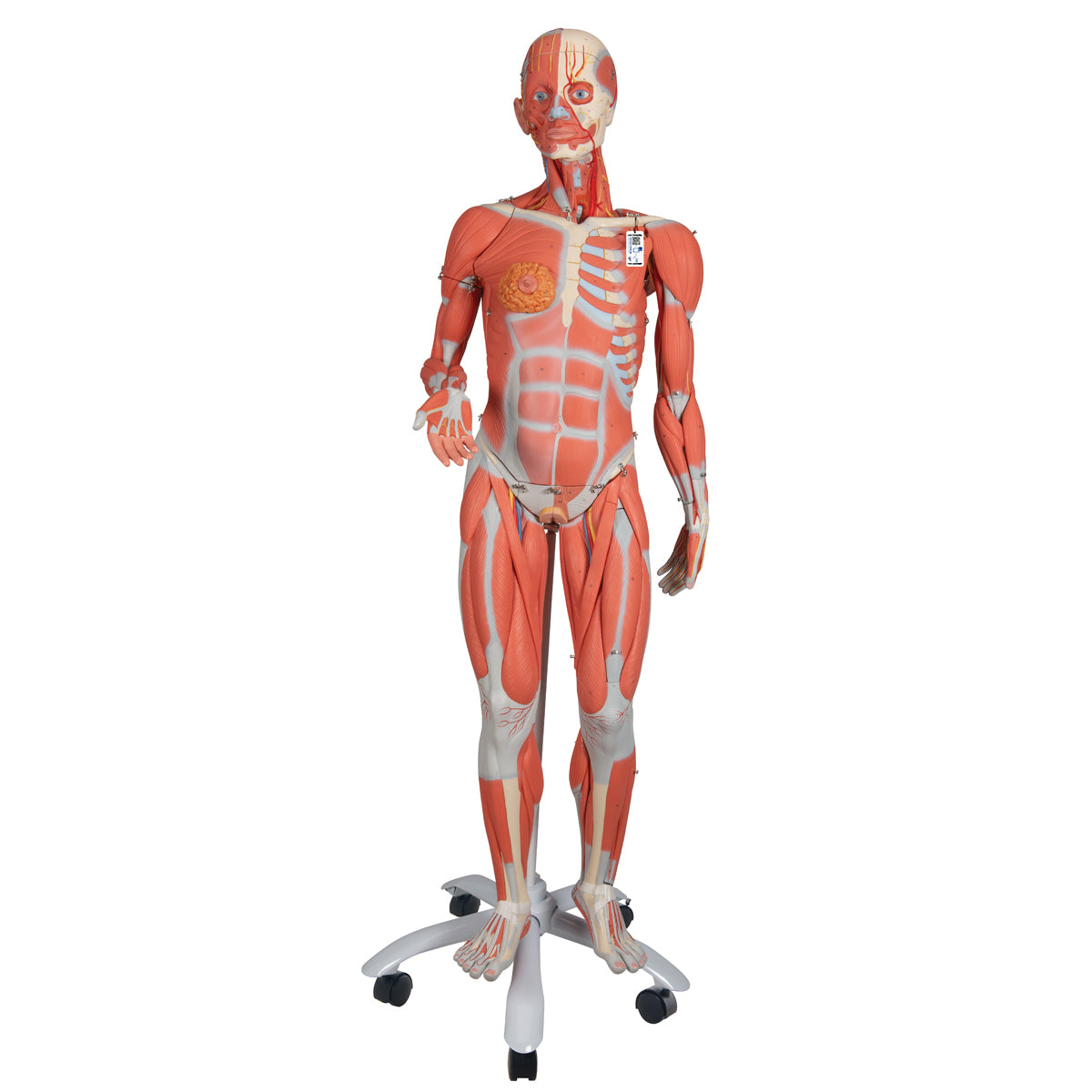 Muscle model in reduced size