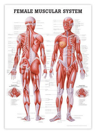 Laminated muscle poster with illustrations of a woman, English