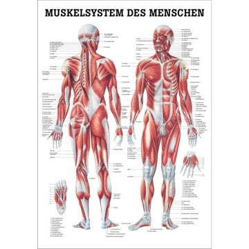 Muskelplakat på engelsk eller tysk & latin 70x100 cm