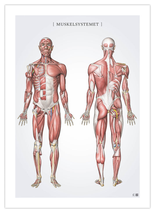 Anatomi affisch - Muskelsystemet