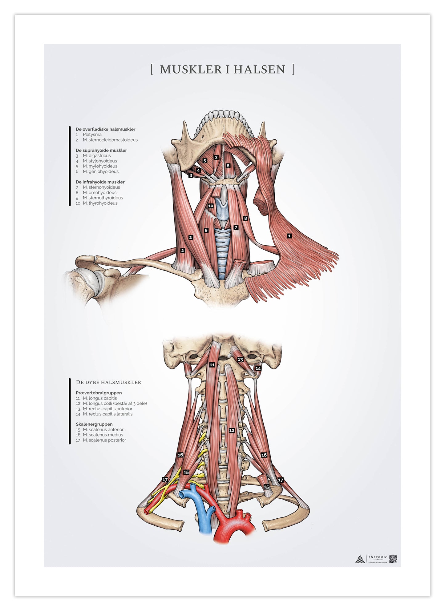 Anatomi poster - Muskler i nacken