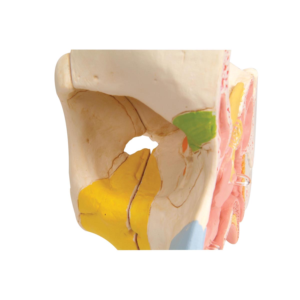 Enlarged and detailed model of the location of the 4 sinuses and much more. Can be separated into several parts