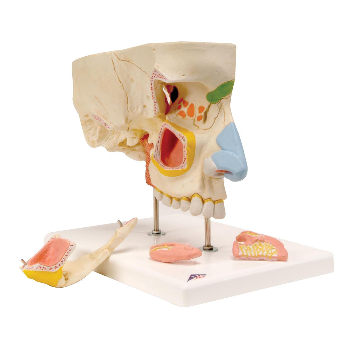Enlarged and detailed model of the location of the 4 sinuses and much more. Can be separated into several parts