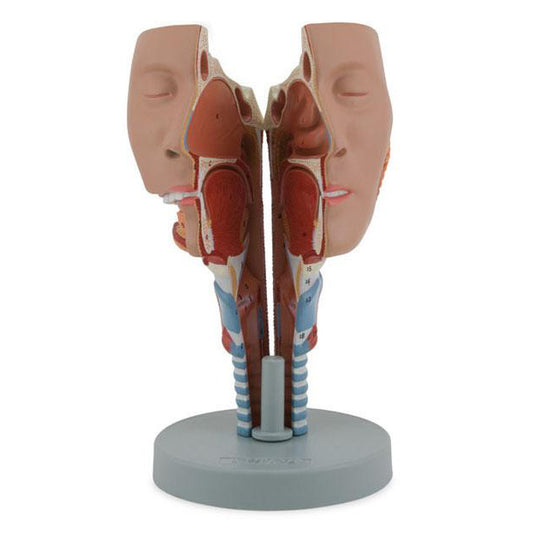 Nose and throat model