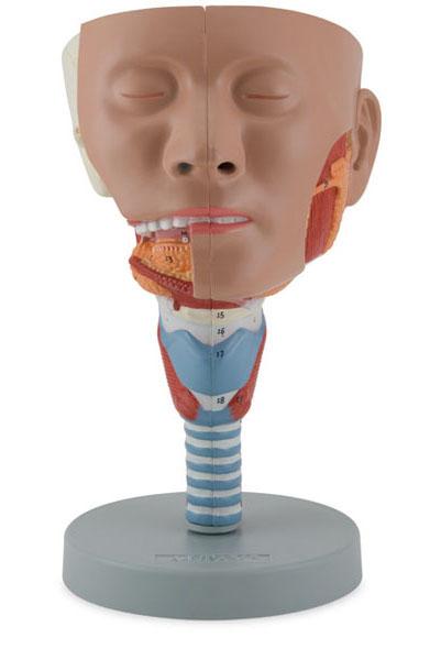 Nose and throat model