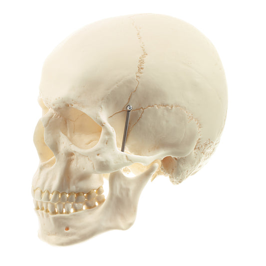 Particularly lifelike skull model in adult size - can be separated into 2 parts