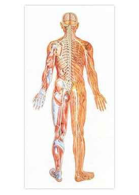 Stor plakat med en stor illustration af nervesystemet (inkl. trælister) 84 x 188 cm