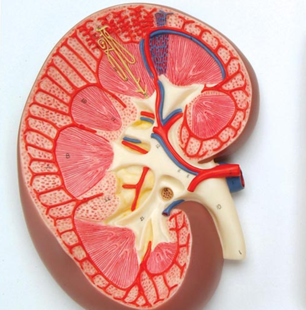 Complete kidney model showing the kidney in longitudinal section, the nephron and the kidney body together on a stand