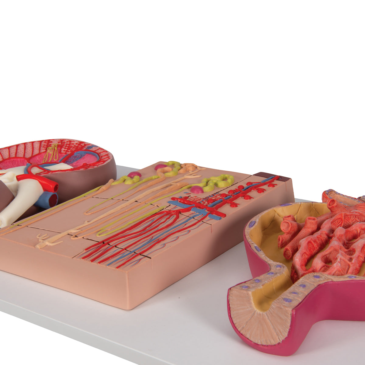 Komplett njurmodell som visar njuren i längdsnitt, nefronet och njurkroppen tillsammans på ett stativ
