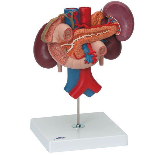 Detaljeret model af tolvfingertarmen og bugspytkirtlens relationer til andre organer - kan adskilles i 3 dele