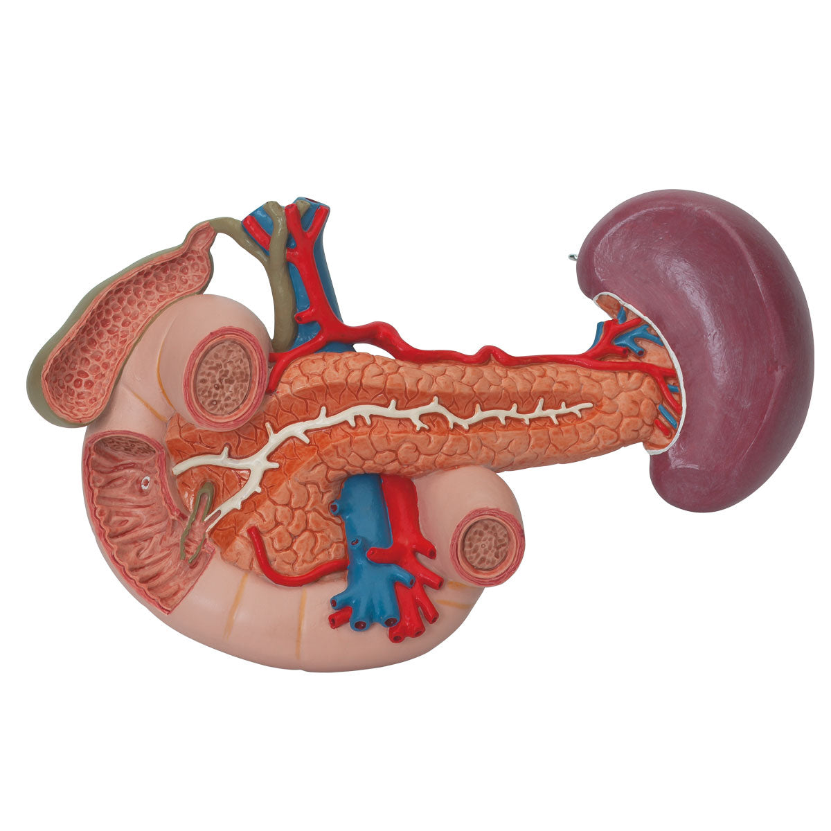 Detailed model of the duodenum and the relationship of the pancreas to other organs - can be separated into 3 parts