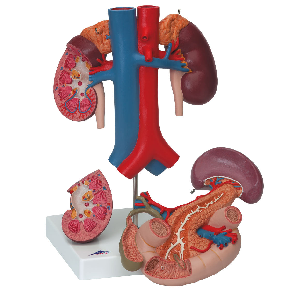Detailed model of the duodenum and the relationship of the pancreas to other organs - can be separated into 3 parts