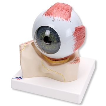 Eye model 5 x normal size in 7 parts