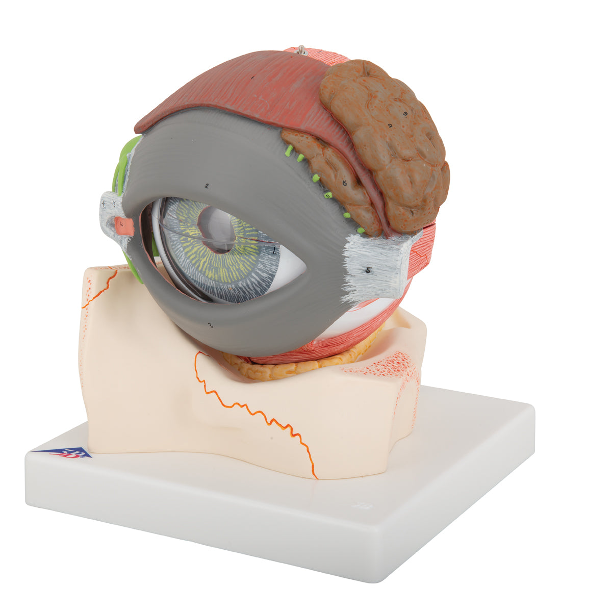 Komplett ögonmodell som är förstorad och kan delas upp i 8 delar