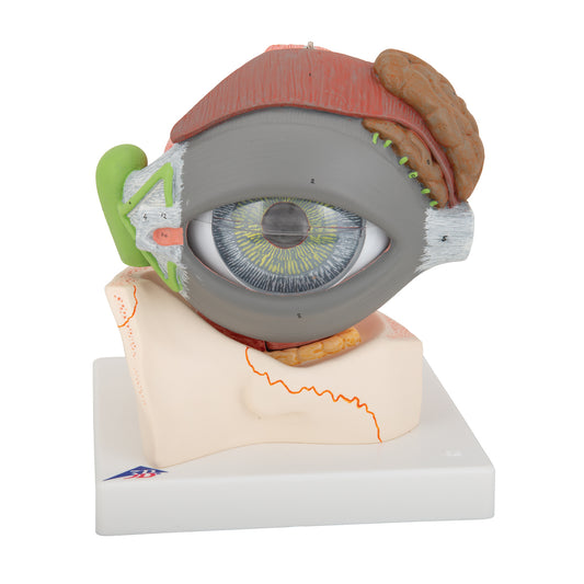Komplett ögonmodell som är förstorad och kan delas upp i 8 delar