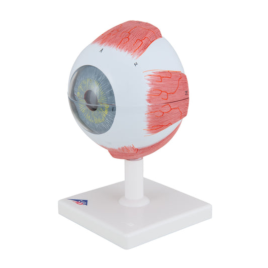 Classic eye model which is enlarged and can be separated into 6 parts