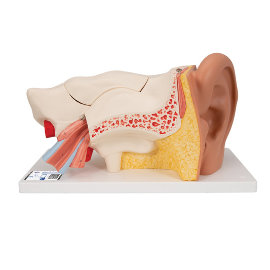 Ear model 3 times enlarged - can be separated into 5 parts