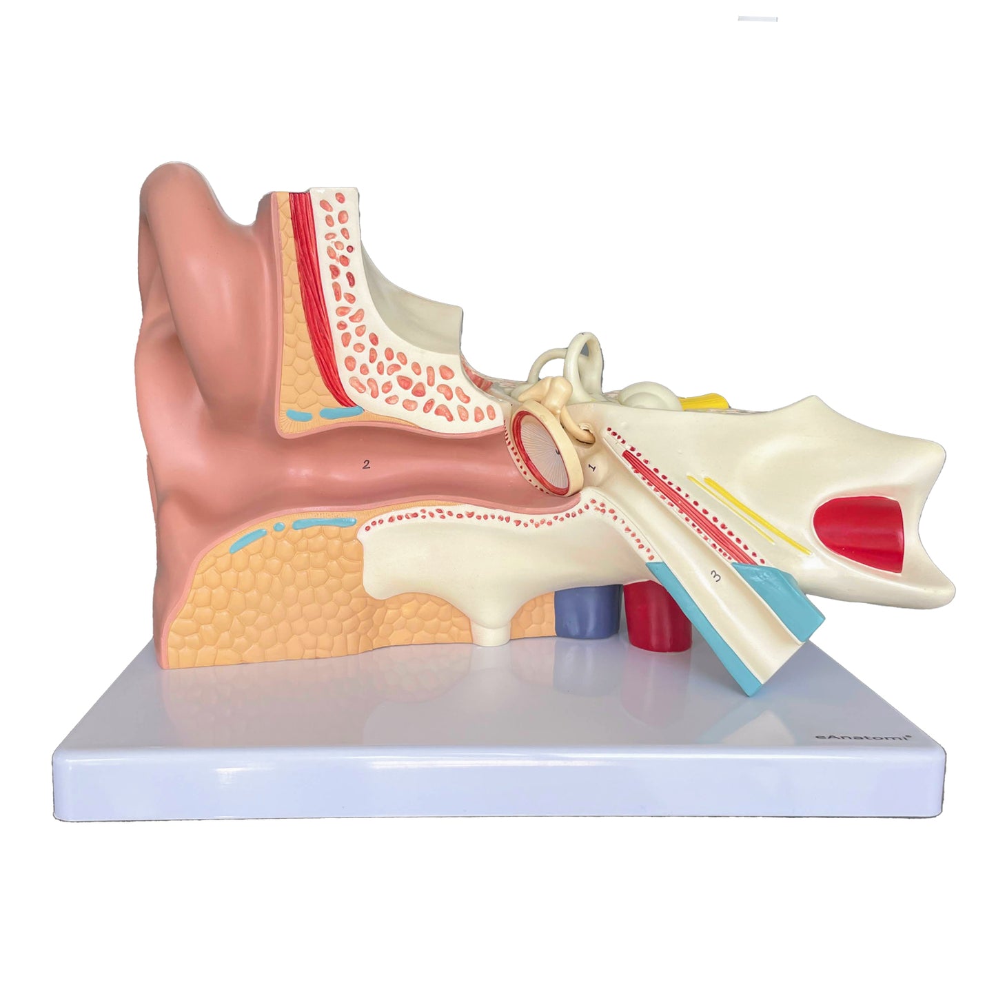 Mycket förstorad och detaljerad öronmodell som kan delas upp i 4 delar