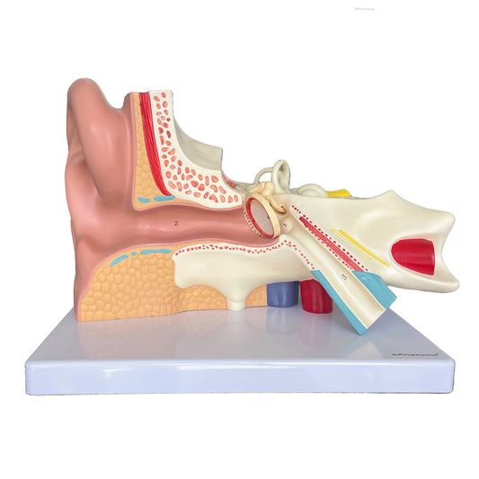 Very enlarged and detailed ear model which can be separated into 4 parts