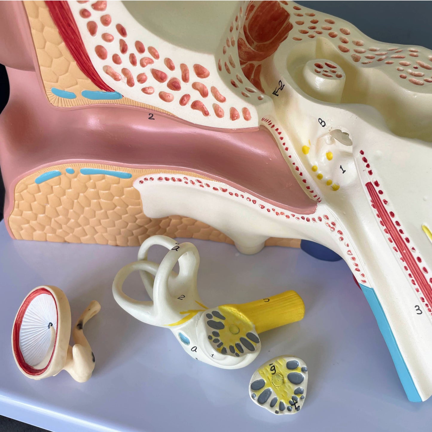 Mycket förstorad och detaljerad öronmodell som kan delas upp i 4 delar