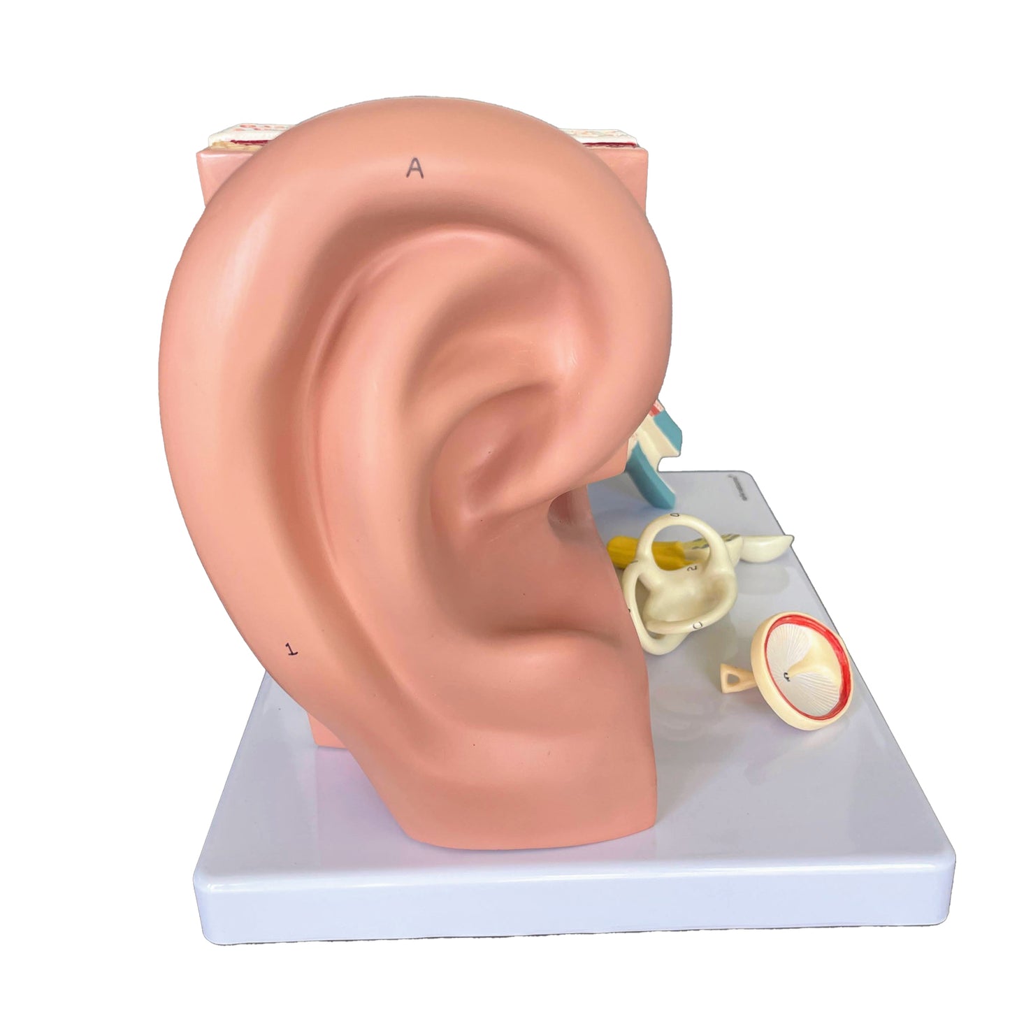 Mycket förstorad och detaljerad öronmodell som kan delas upp i 4 delar