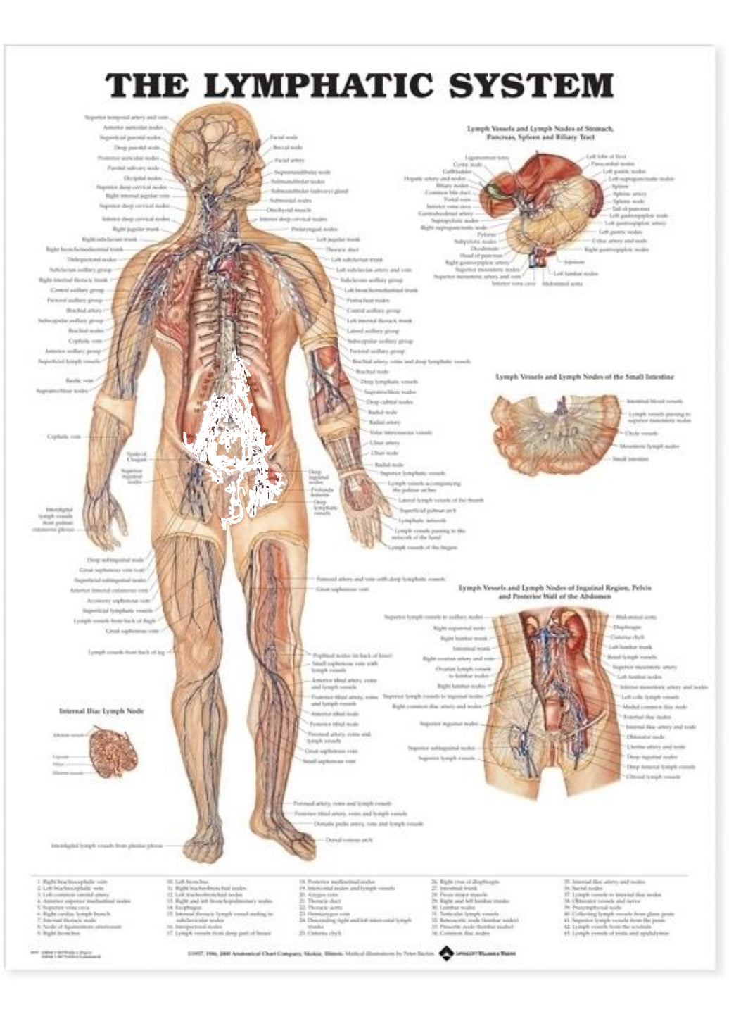 Poster about the lymphatic system in English