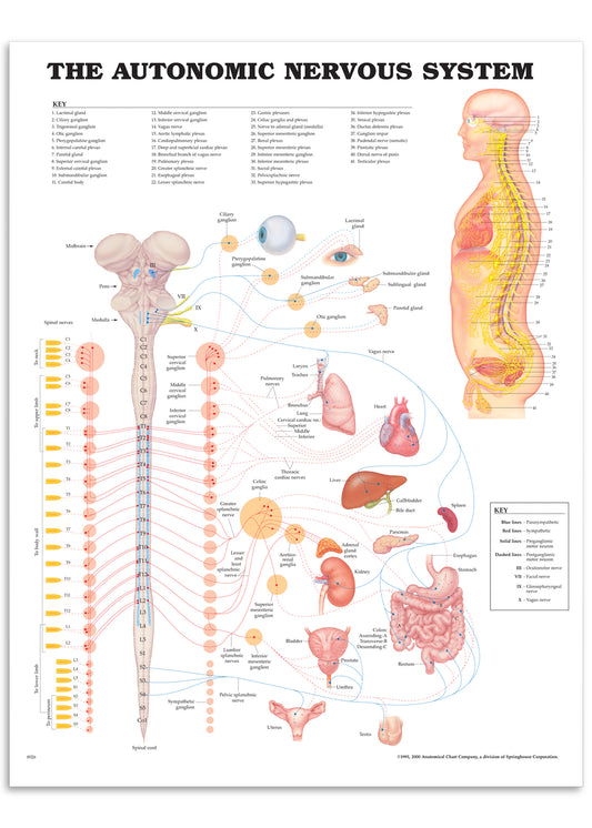 Affisch om det autonoma nervsystemet på engelska