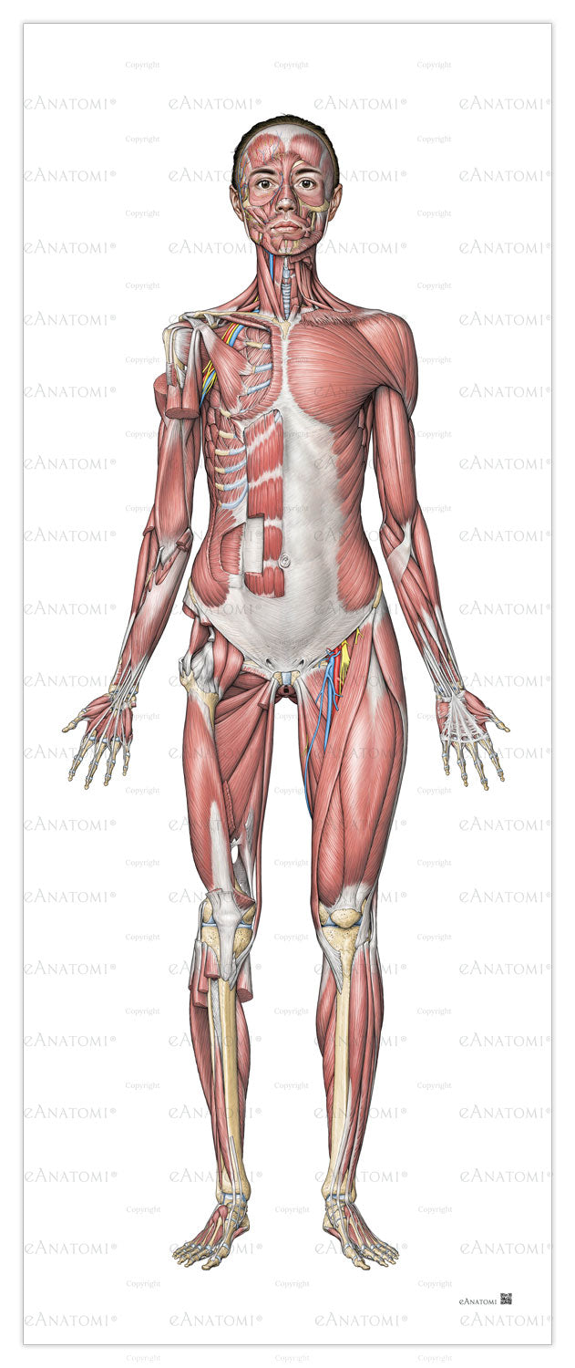 The muscular system of the woman in large format seen from the front