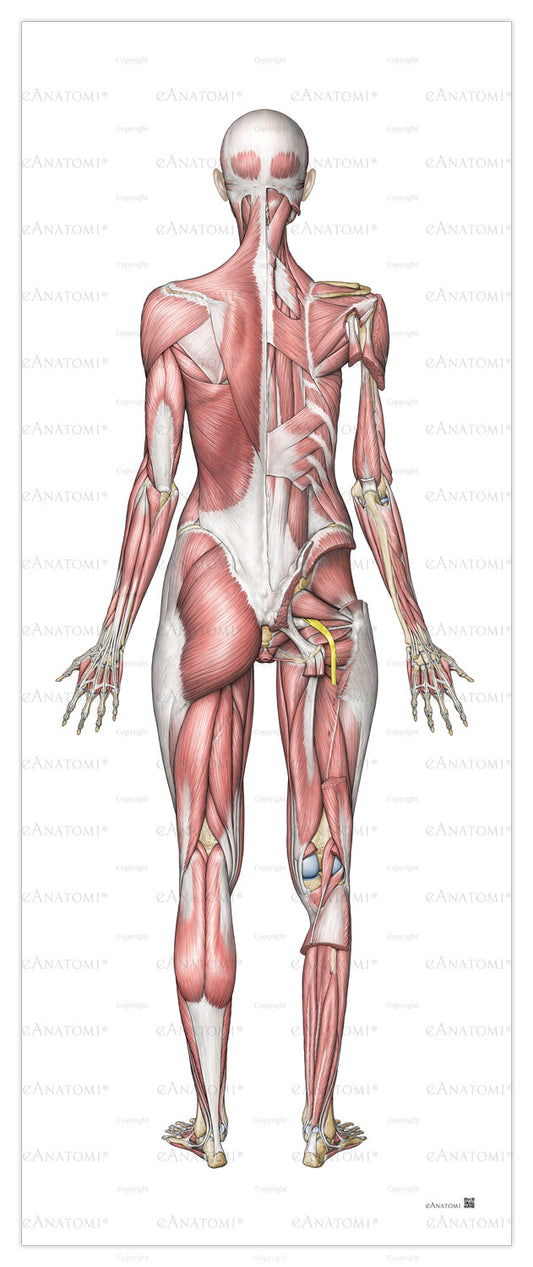 Kvinnans muskelsystem i stort format sett bakifrån