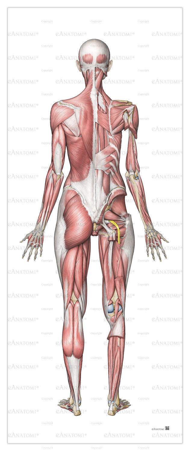 Poster of the female muscular system in large format seen from behind
