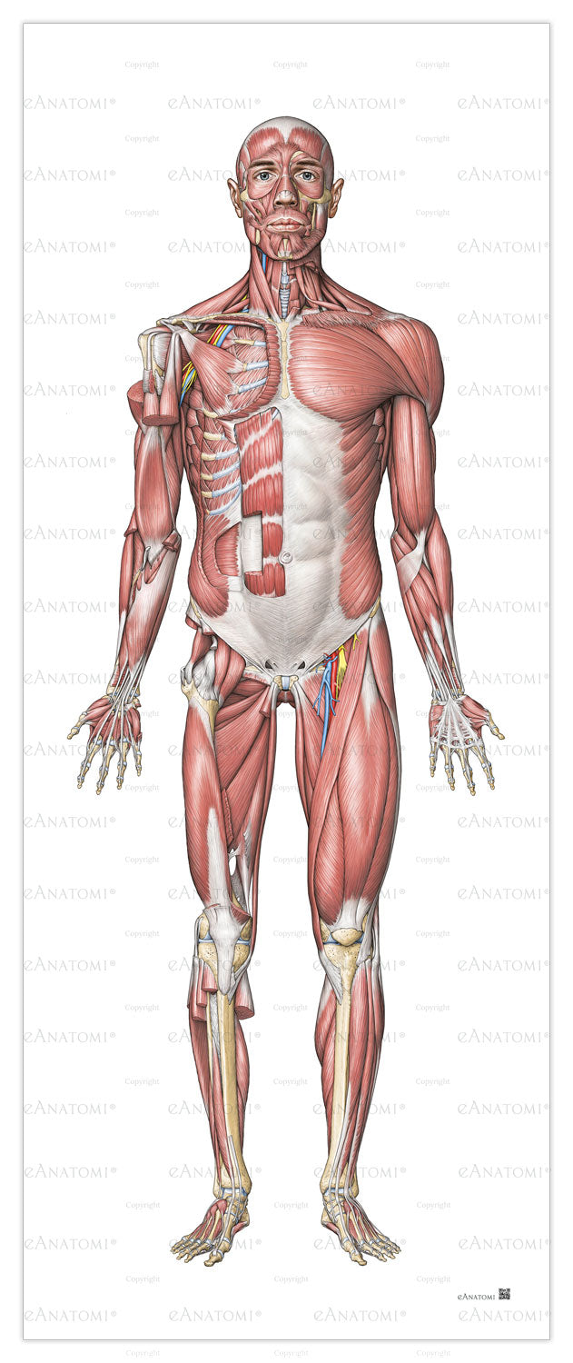 Muskelsystemet i storformat set forfra