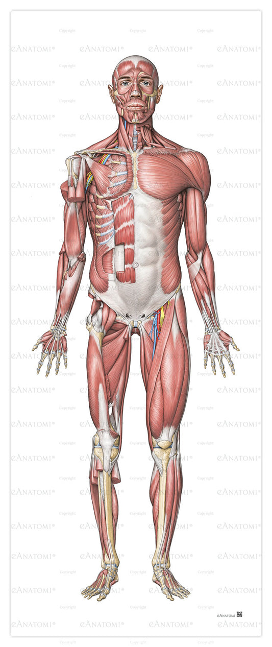 The muscular system in large format seen from the front