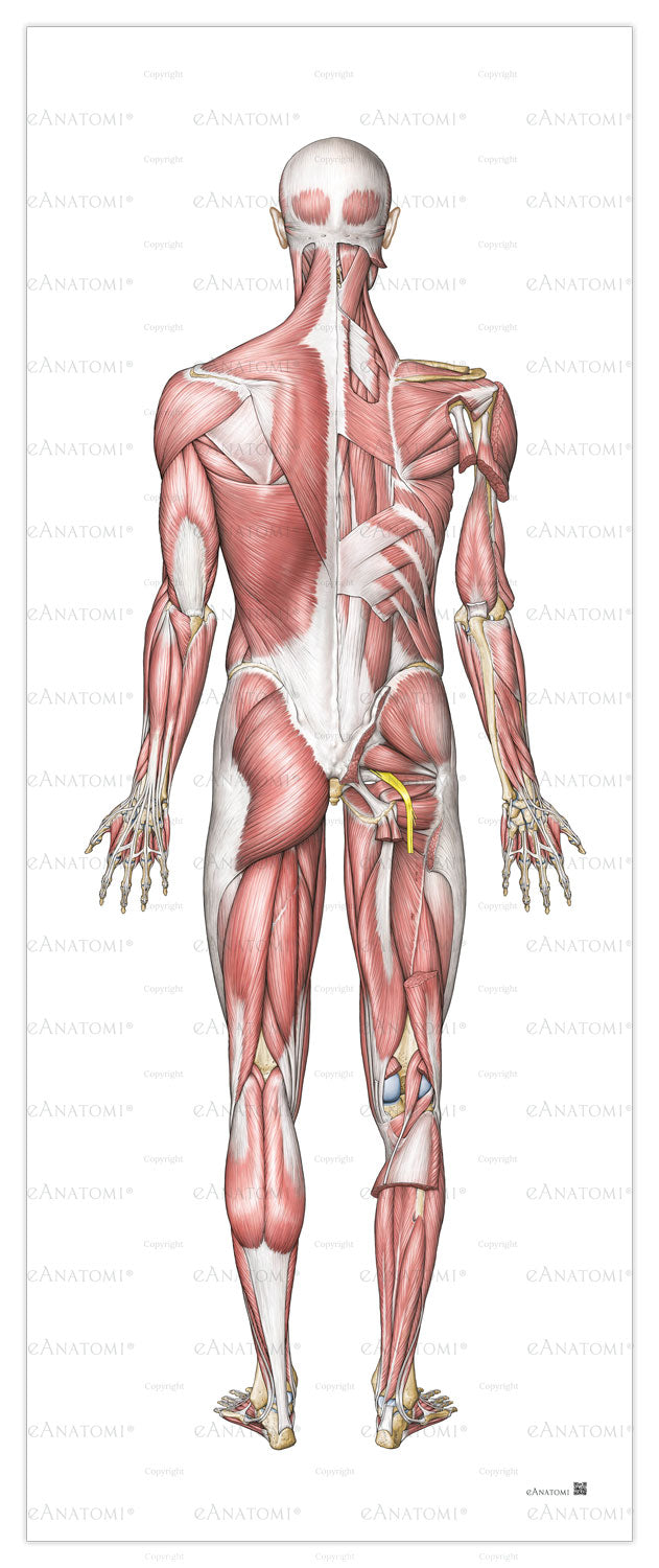 The muscular system in large format seen from behind