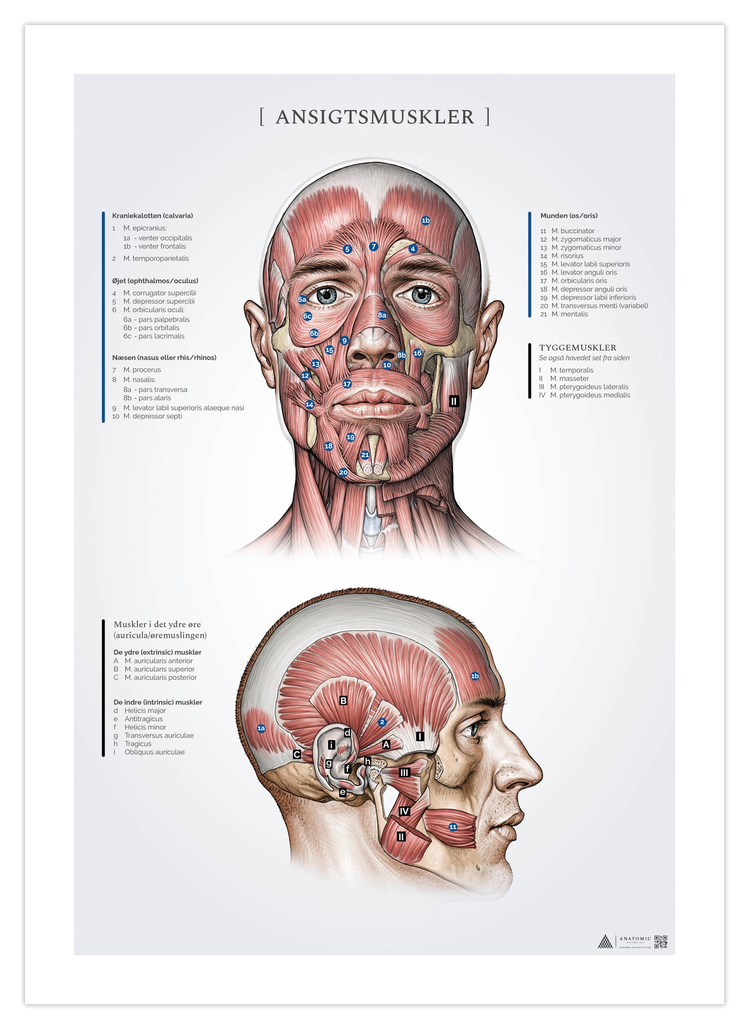 Anatomy poster Facial muscles In eAnatomi.dk