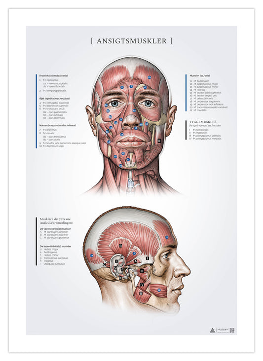 Anatomi plakat - Ansigtsmuskler