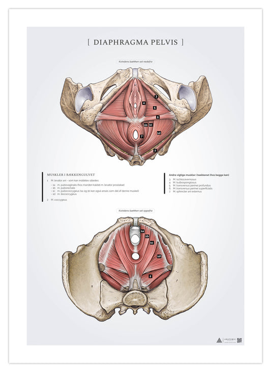 Anatomi plakat - Muskler i bækkenbunden