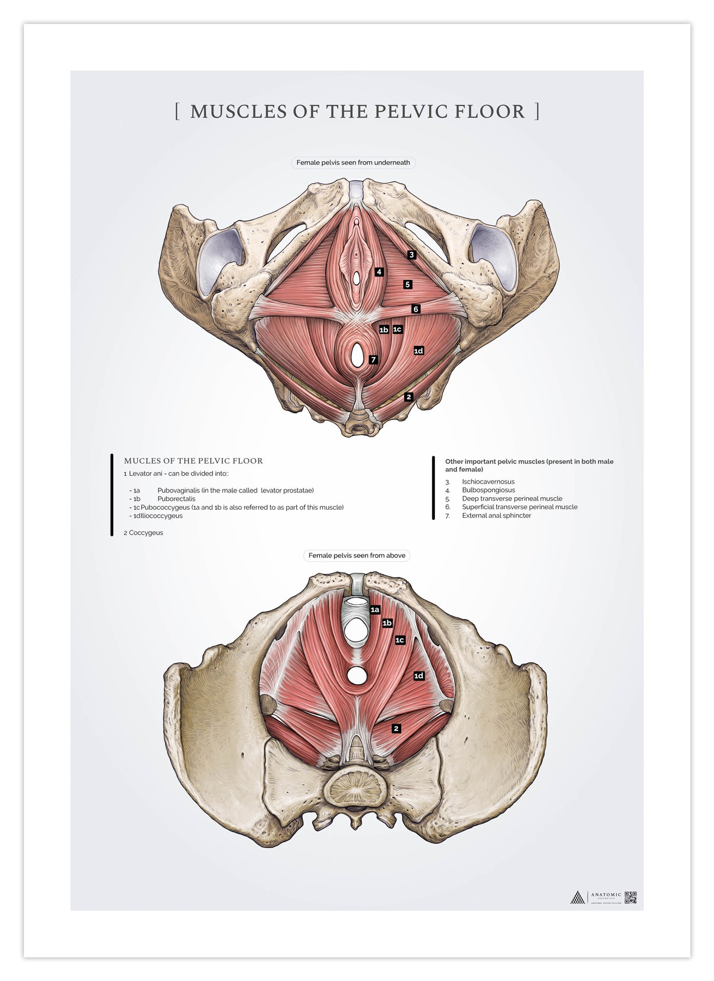 Anatomy poster - Muscles in the pelvic floor