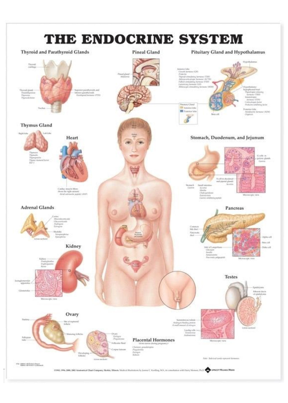 Plakat om det endokrine system på engelsk
