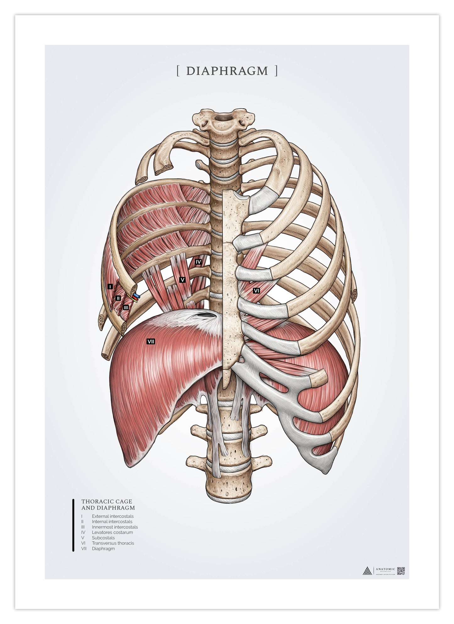 Anatomi plakat - åndedrætsmusklen diaphragma og ribbensmusklerne