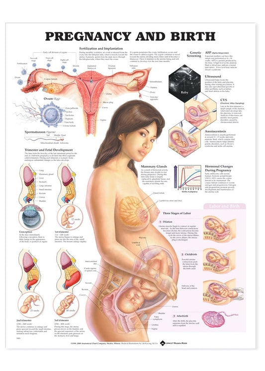 Poster about pregnancy and childbirth in English