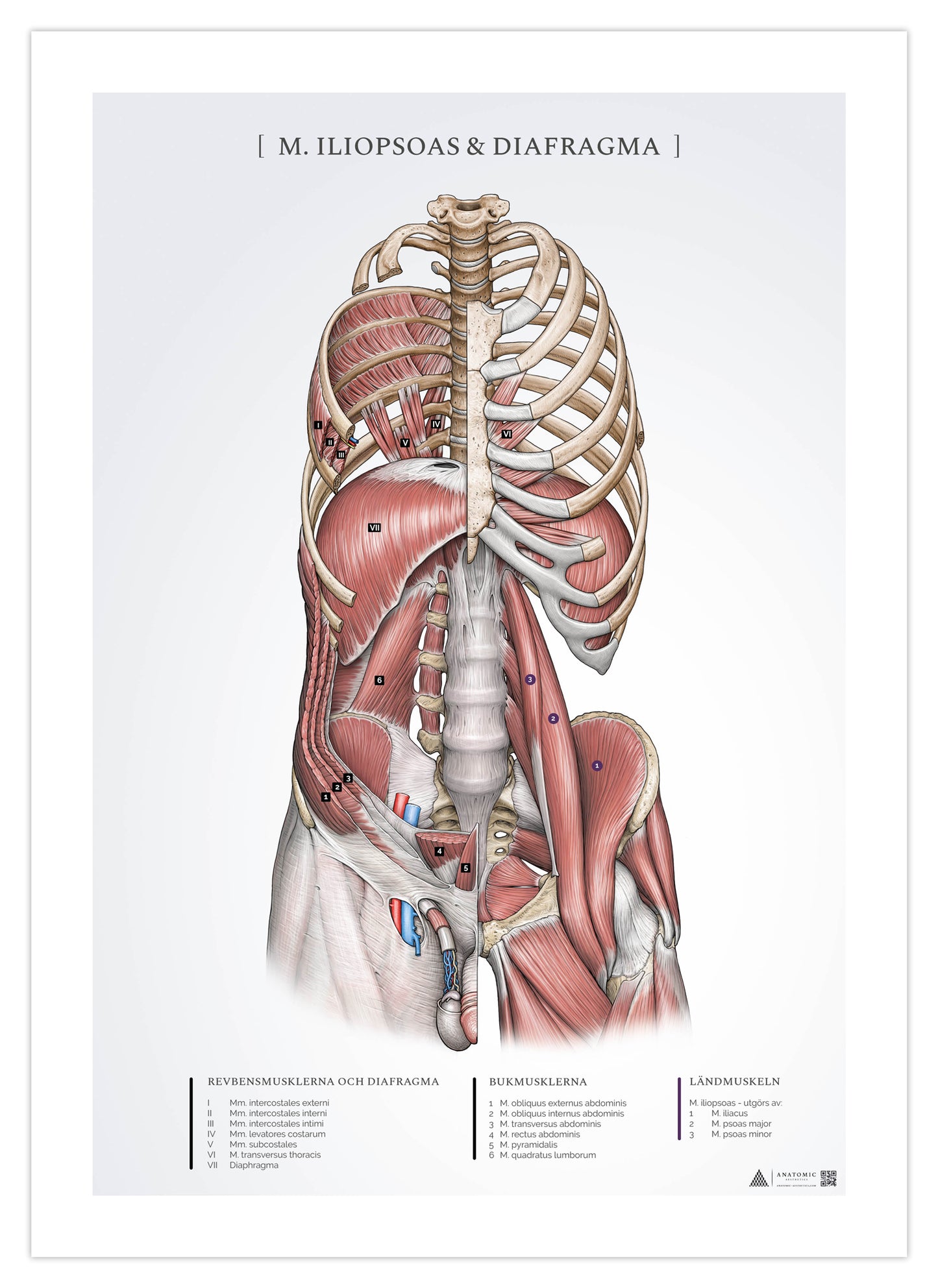 Anatomi plakat - Iliopsoas og Diaphragma