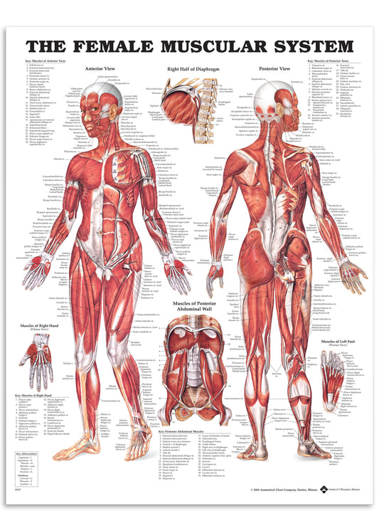 Muscle poster with illustrations of a woman 
