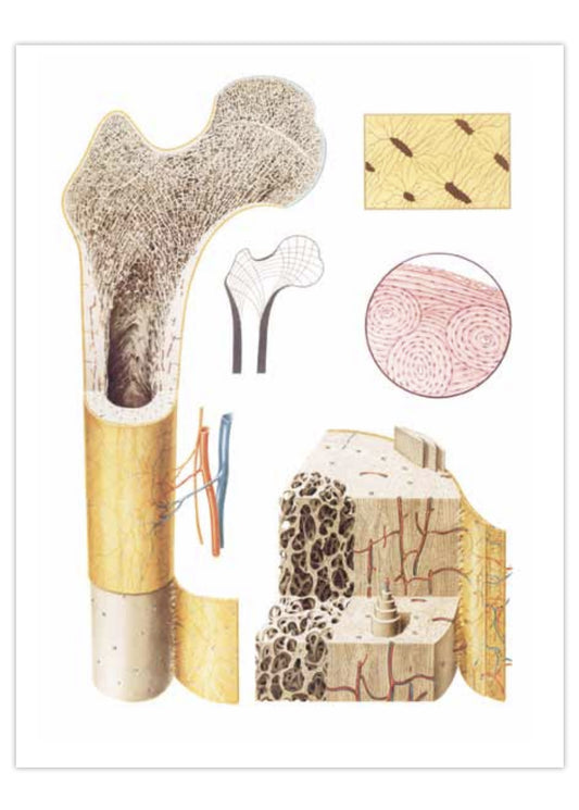 Poster about the structure of the bone (incl. numbering and naming on accompanying overview)