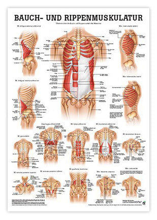 Laminated muscle poster about the stomach and rib muscles in German &amp; Latin