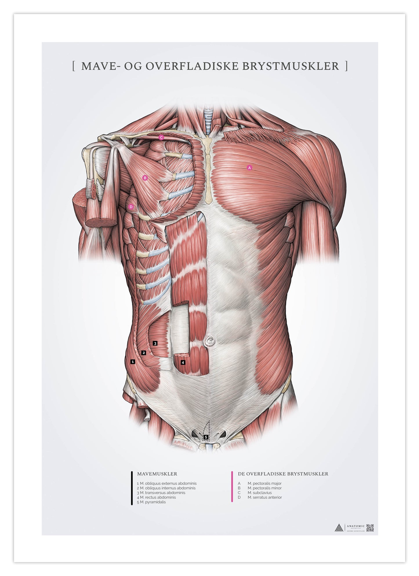 Anatomi plakat - Mave- og overfladiske brystmuskler
