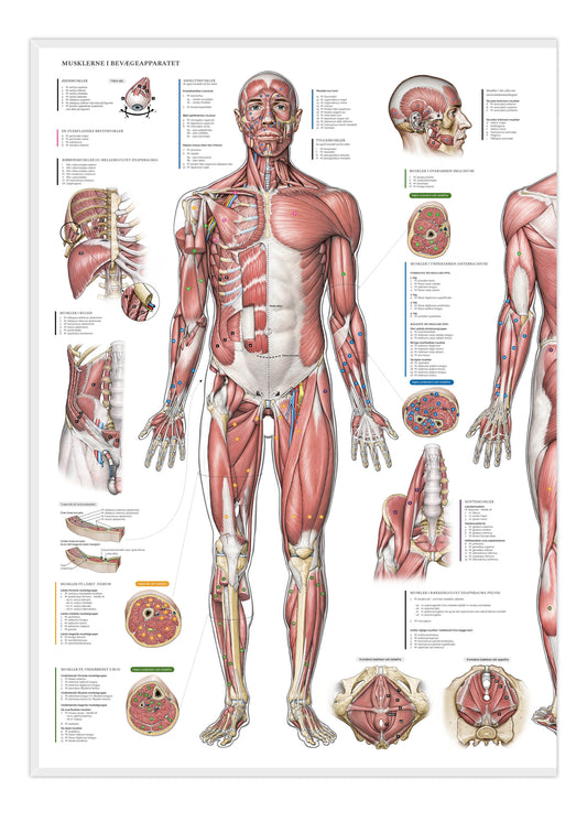 Anatomi poster - Muskelsystemet EA5
