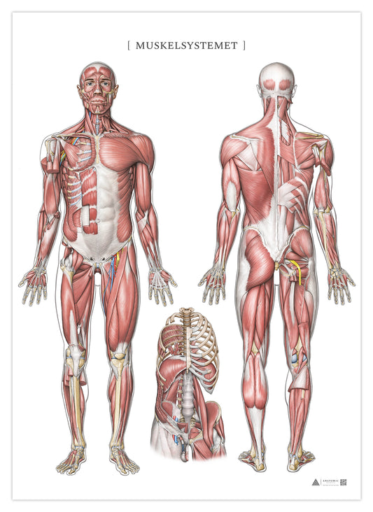 Anatomi affisch - Muskelsystemet